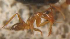 Camponotus festinatus / Worker