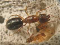 Camponotus festinatus / Queen + Worker + Brood