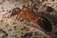 Camponotus festinatus / Queen