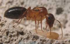 Camponotus festinatus / Queen + Brood