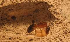 Camponotus festinatus / Queen + Brood