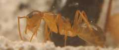 Camponotus festinatus / Worker
