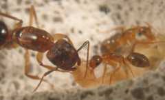 Camponotus festinatus / Queen + Workers + brood
