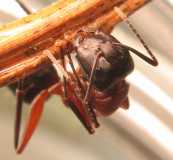 Camponotus ligniperdus / Major worker
