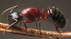 Camponotus ligniperdus / Major worker