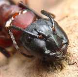 Camponotus ligniperdus / Dead major worker