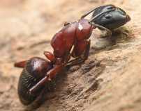 Camponotus ligniperdus / Dead major worker