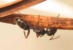 Camponotus fallax / Worker with mites