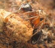 Camponotus herculeanus / Worker