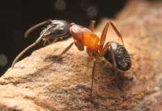 Camponotus herculeanus / Worker