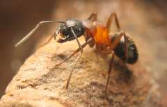 Camponotus herculeanus / Worker