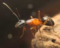 Camponotus herculeanus / Worker