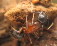 Camponotus herculeanus / Worker