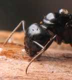 Camponotus herculeanus / Queen