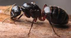 Camponotus herculeanus / Queen