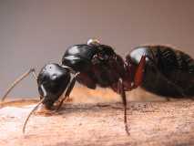 Camponotus herculeanus / Queen