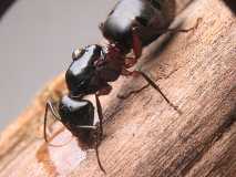 Camponotus herculeanus / Queen