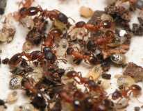 Leptothorax acervorum / workers