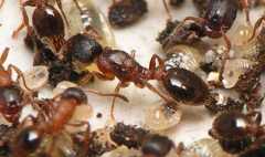 Leptothorax acervorum / queen