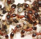 Leptothorax acervorum / workers