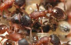 Leptothorax acervorum / workers