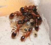 Leptothorax acervorum / workers