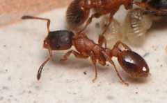 Leptothorax acervorum / worker