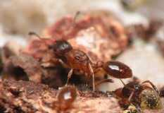 Leptothorax acervorum / queen