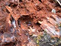 Manica rubida mit Camponotus