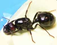 Messor barbarus / queen