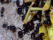 Messor barbarus