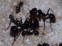 Messor barbarus