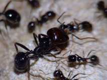 Messor barbarus