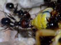 Messor barbarus