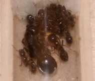 Messor barbarus