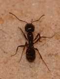 Messor barbarus