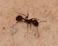 Messor barbarus small major