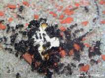 Messor barbarus