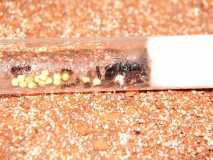 Messor barbarus