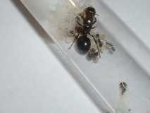 Messor barbarus