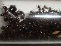 Messor barbarus