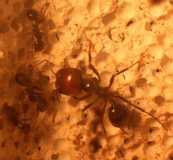 Messor barbarus