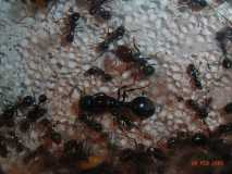 Messor barbarus