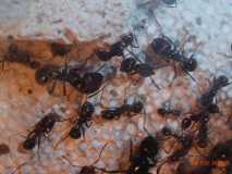 Messor barbarus