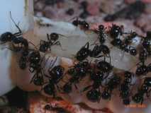 Messor barbarus