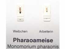Pharaoameise - Monomorium pharaonis