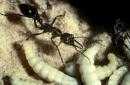 Myrmecia