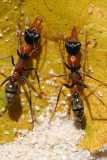 Myrmecia nigrocincta