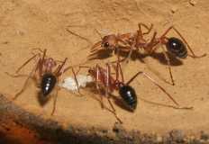 myrmecia pavida