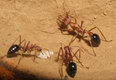 myrmecia pavida